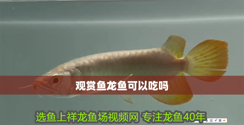 觀賞魚龍魚可以吃嗎