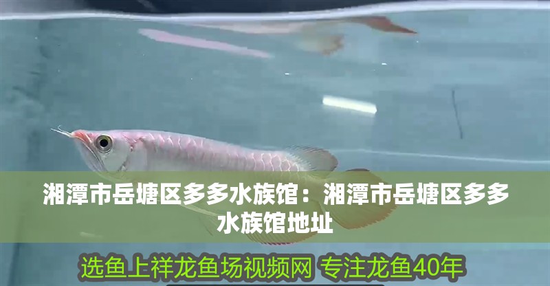 湘潭市岳塘區多多水族館：湘潭市岳塘區多多水族館地址