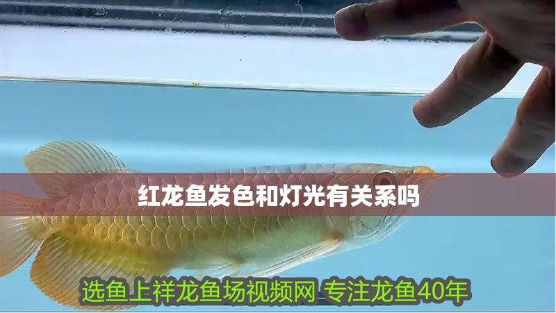 紅龍魚發色和燈光有關系嗎