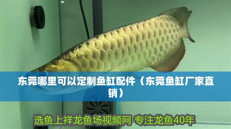 東莞哪里可以定制魚缸配件（東莞魚缸廠家直銷）