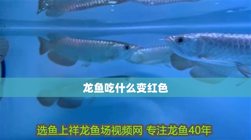 龍魚吃什么變紅色