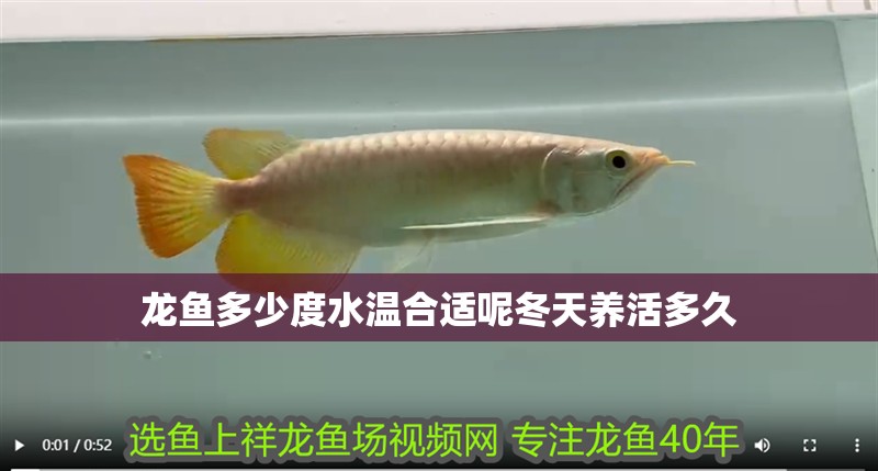 龍魚多少度水溫合適呢冬天養活多久