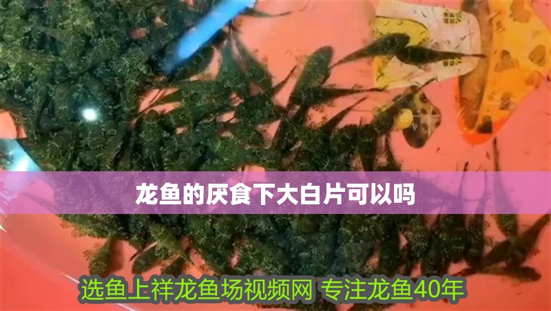 龍魚的厭食下大白片可以嗎