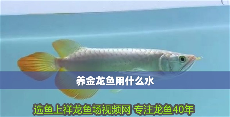 養金龍魚用什么水