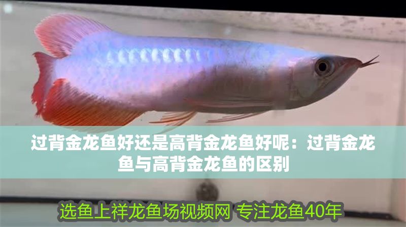 過背金龍魚好還是高背金龍魚好呢：過背金龍魚與高背金龍魚的區別