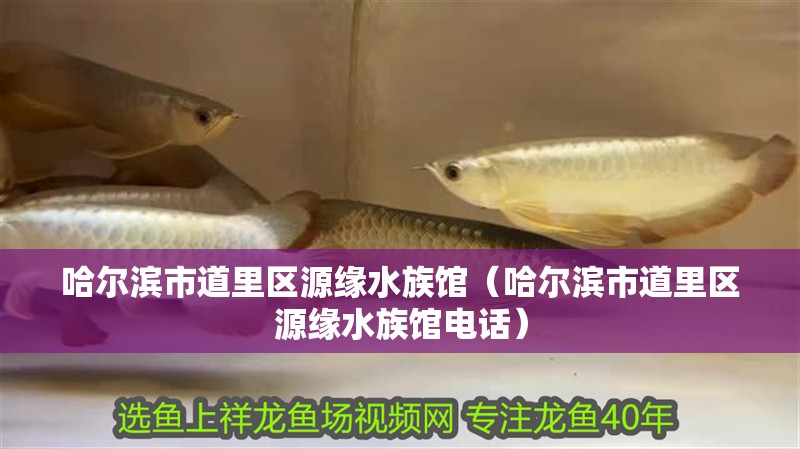 哈爾濱市道里區源緣水族館（哈爾濱市道里區源緣水族館電話）