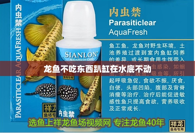 龍魚不吃東西趴缸在水底不動