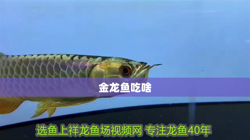 金龍魚吃啥