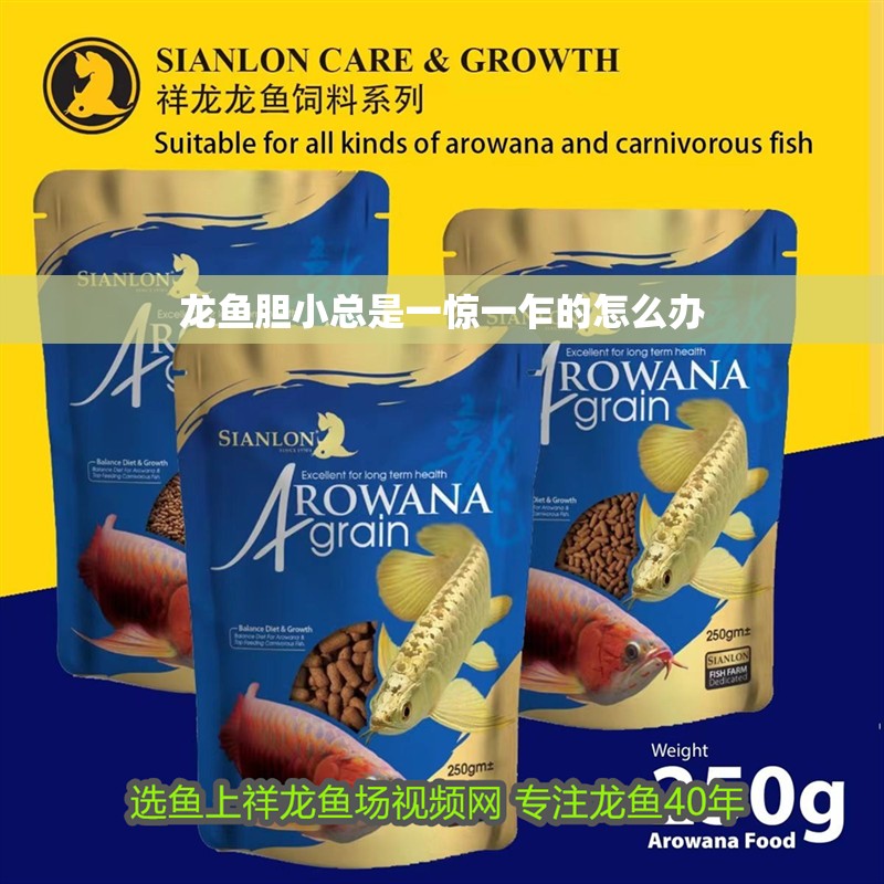 龍魚(yú)膽小總是一驚一乍的怎么辦