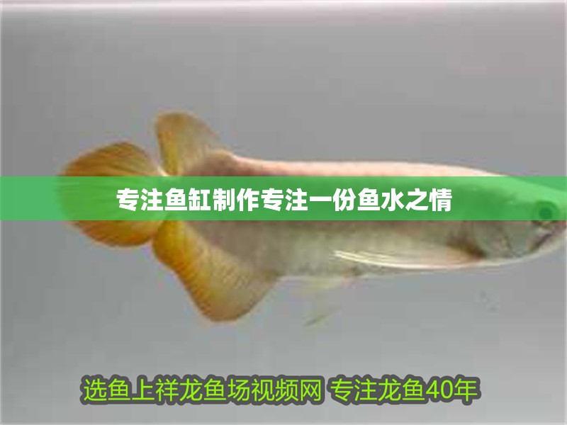 專注魚缸制作專注一份魚水之情