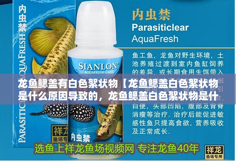 龍魚鰓蓋有白色絮狀物【龍魚鰓蓋白色絮狀物是什么原因導致的，龍魚鰓蓋白色絮狀物是什么】