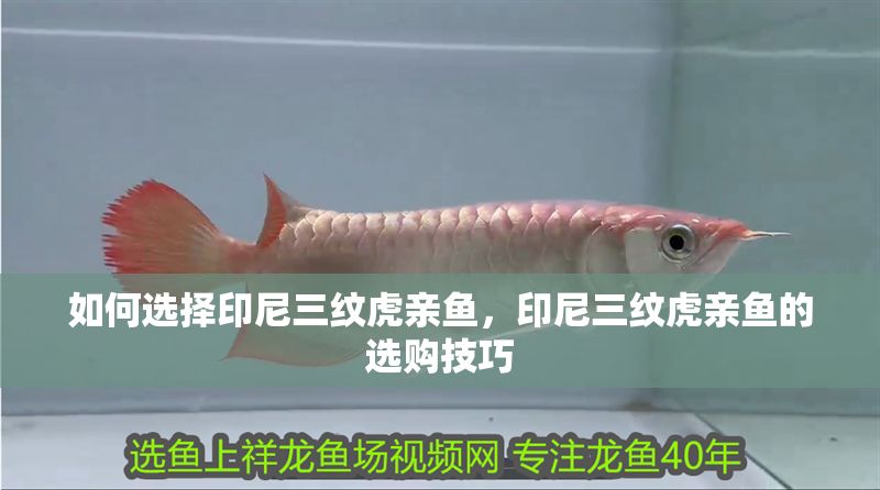 如何選擇印尼三紋虎親魚，印尼三紋虎親魚的選購技巧