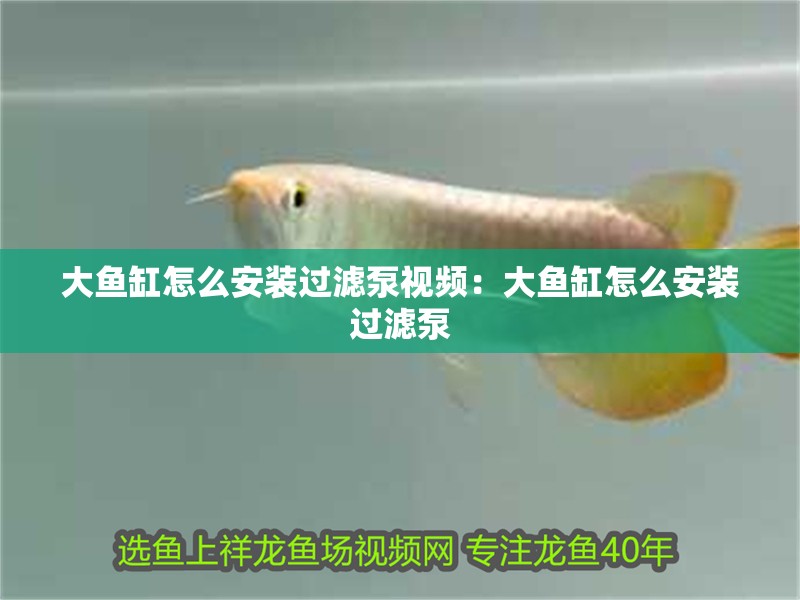 大魚缸怎么安裝過濾泵視頻：大魚缸怎么安裝過濾泵