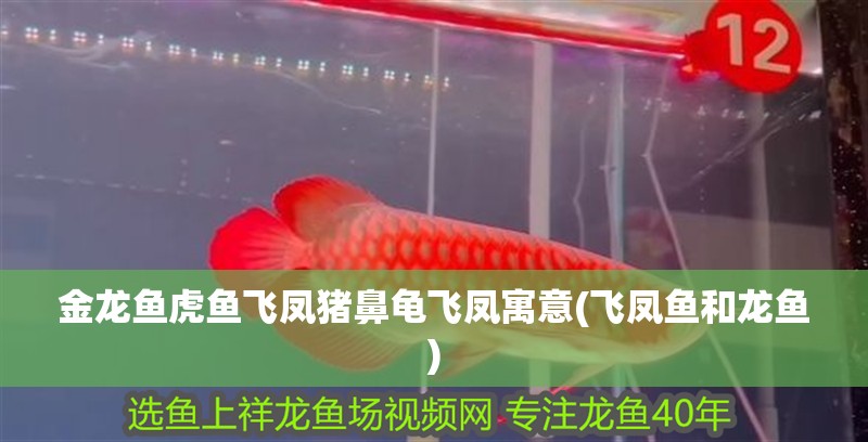 金龍魚虎魚飛鳳豬鼻龜飛鳳寓意(飛鳳魚和龍魚)