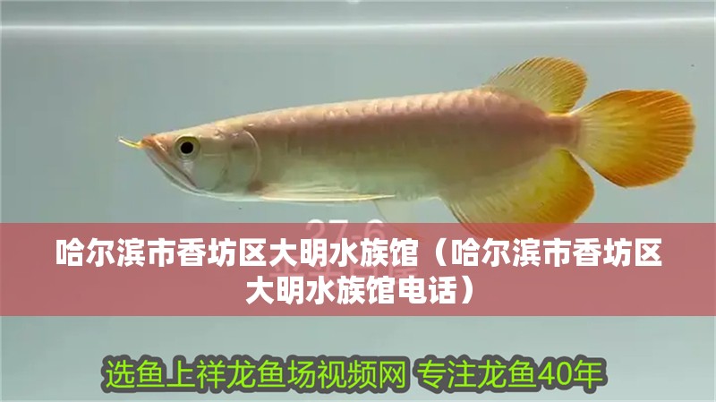 哈爾濱市香坊區(qū)大明水族館（哈爾濱市香坊區(qū)大明水族館電話）