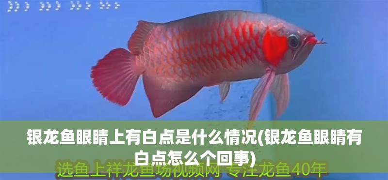 銀龍魚眼睛上有白點是什么情況(銀龍魚眼睛有白點怎么個回事)