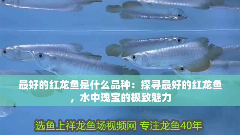 魚缸過濾器排行：魚缸過濾器性價比排行,魚缸過濾器適用魚種指南