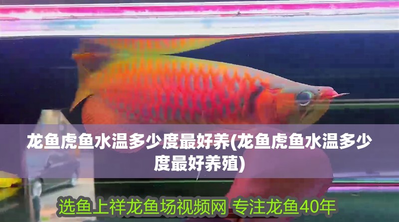 龍魚虎魚水溫多少度最好養(龍魚虎魚水溫多少度最好養殖)