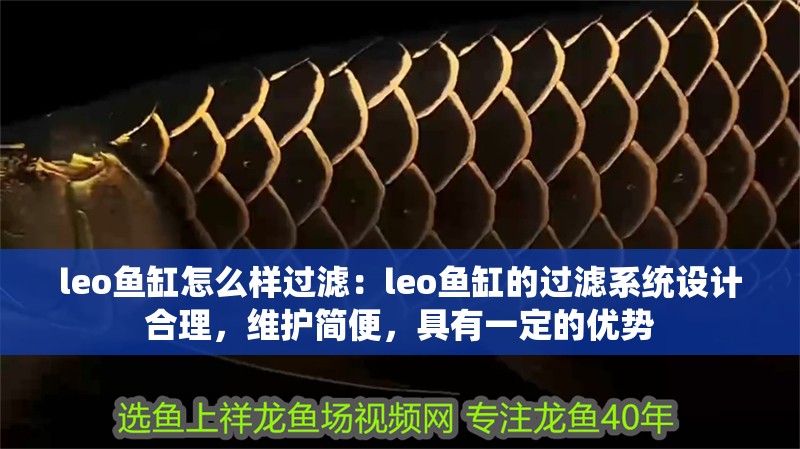 leo魚缸怎么樣過濾：leo魚缸的過濾系統設計合理，維護簡便，具有一定的優勢
