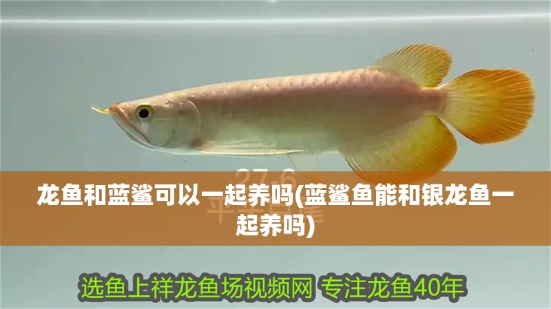 龍魚和藍(lán)鯊可以一起養(yǎng)嗎(藍(lán)鯊魚能和銀龍魚一起養(yǎng)嗎)