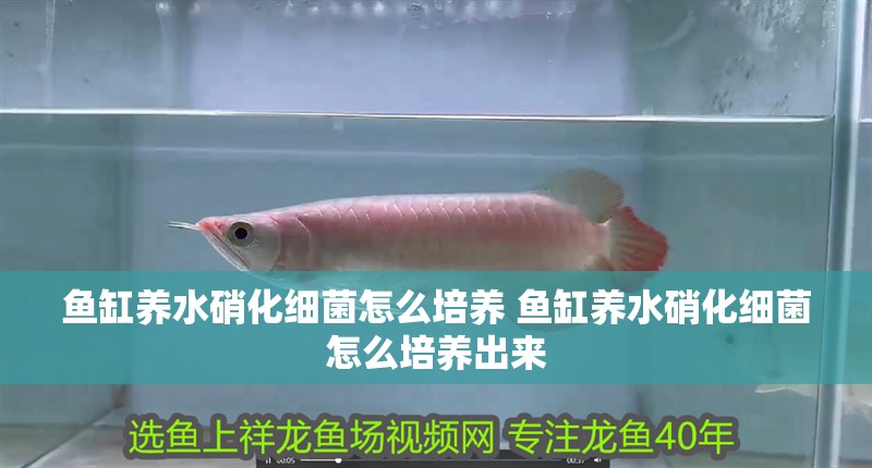 魚缸養(yǎng)水硝化細菌怎么培養(yǎng) 魚缸養(yǎng)水硝化細菌怎么培養(yǎng)出來