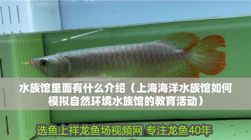 水族館里面有什么介紹（上海海洋水族館如何模擬自然環(huán)境水族館的教育活動）