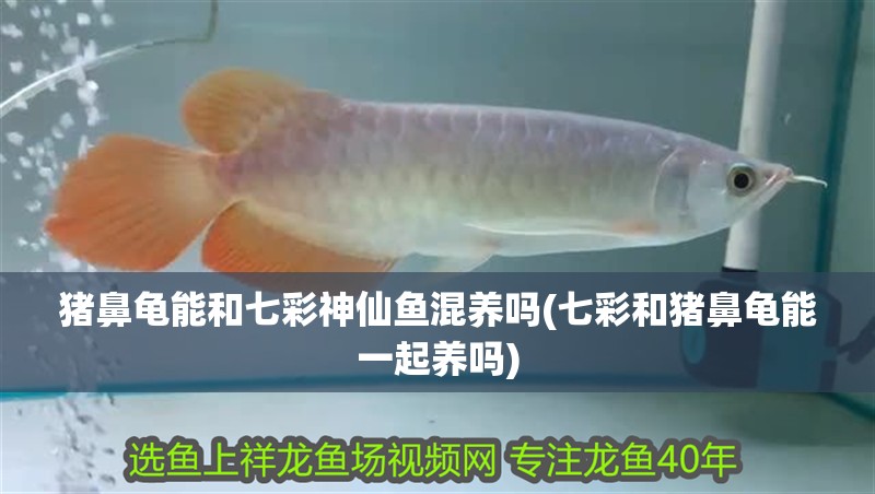 豬鼻龜能和七彩神仙魚混養嗎(七彩和豬鼻龜能一起養嗎)