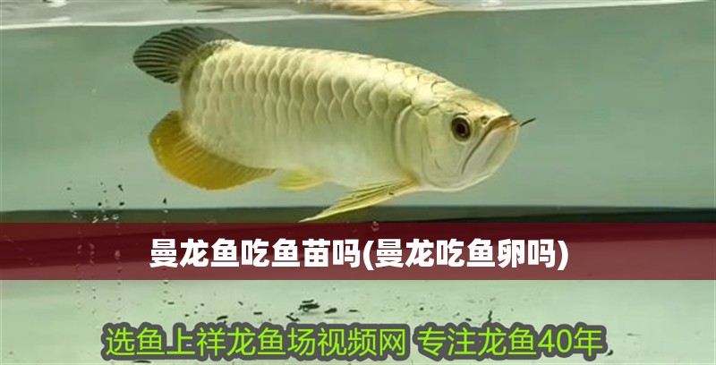 曼龍魚吃魚苗嗎(曼龍吃魚卵嗎)