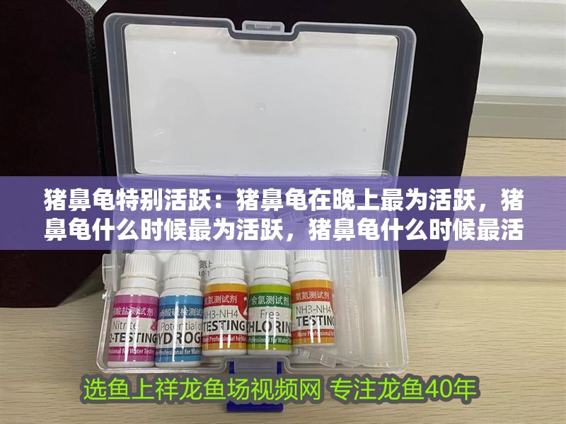 豬鼻龜特別活躍：豬鼻龜在晚上最為活躍，豬鼻龜什么時候最為活躍，豬鼻龜什么時候最活躍