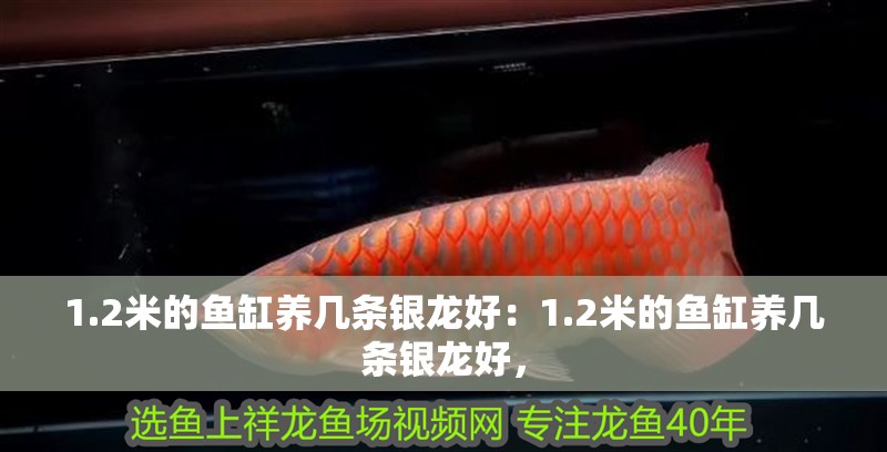 1.2米的魚缸養幾條銀龍好：1.2米的魚缸養幾條銀龍好，