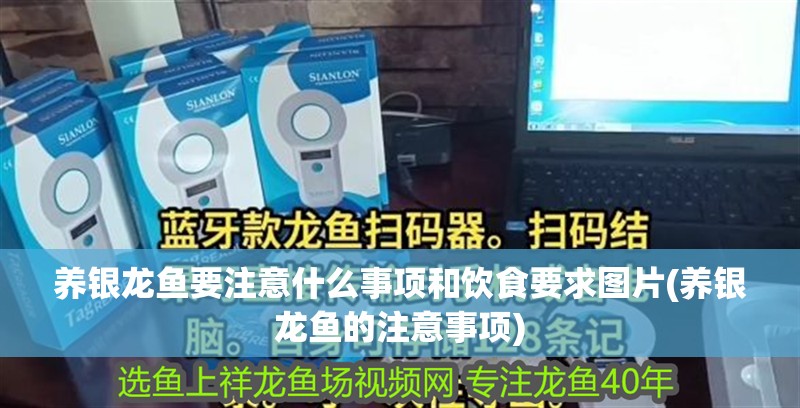 養(yǎng)銀龍魚(yú)要注意什么事項(xiàng)和飲食要求圖片(養(yǎng)銀龍魚(yú)的注意事項(xiàng))