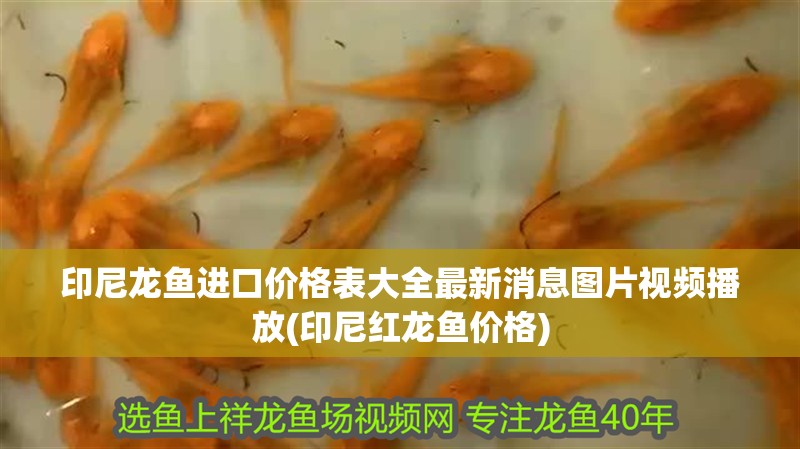 印尼龍魚進口價格表大全最新消息圖片視頻播放(印尼紅龍魚價格) 印尼龍魚進口價格表大全最新消息圖片視頻播放(印尼紅龍魚價格) 紅龍魚百科