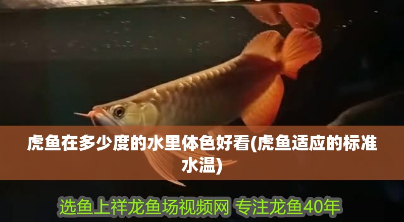 虎魚在多少度的水里體色好看(虎魚適應的標準水溫)