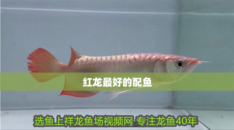 紅龍最好的配魚