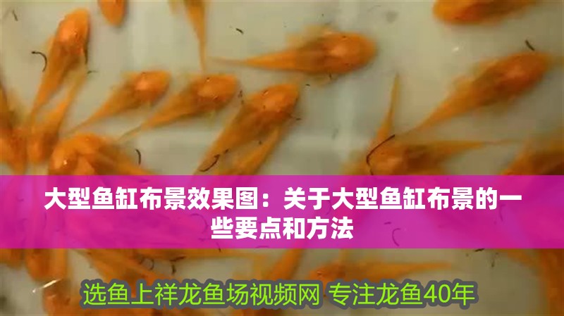 大型魚缸布景效果圖：關于大型魚缸布景的一些要點和方法
