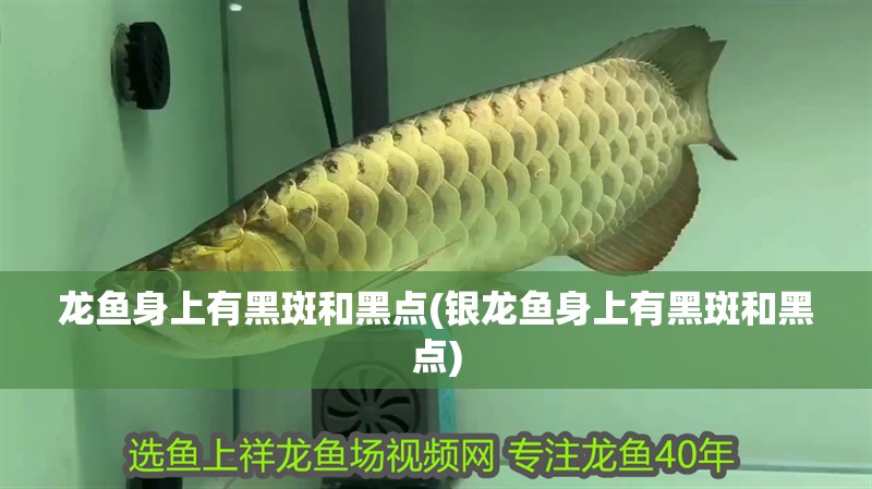 鸚鵡魚和銀龍魚混養(yǎng)怎樣喂食 龍魚身上有黑斑和黑點(銀龍魚身上有黑斑和黑點) 銀龍魚百科 龍魚身上有黑斑和黑點(銀龍魚身上有黑斑和黑點) 龍魚身上有黑斑和黑點(銀龍魚身上有黑斑和黑點) 銀龍魚百科