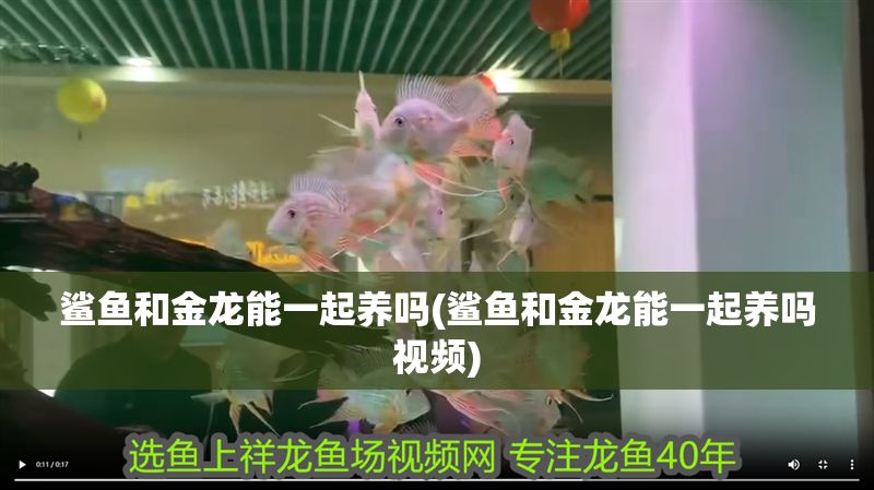 鯊魚和金龍能一起養(yǎng)嗎(鯊魚和金龍能一起養(yǎng)嗎視頻)