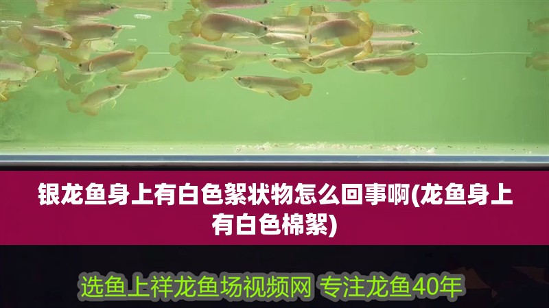 銀龍魚身上有白色絮狀物怎么回事啊(龍魚身上有白色棉絮)