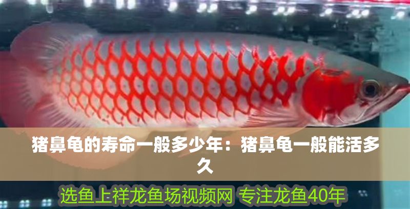 豬鼻龜的壽命一般多少年：豬鼻龜一般能活多久