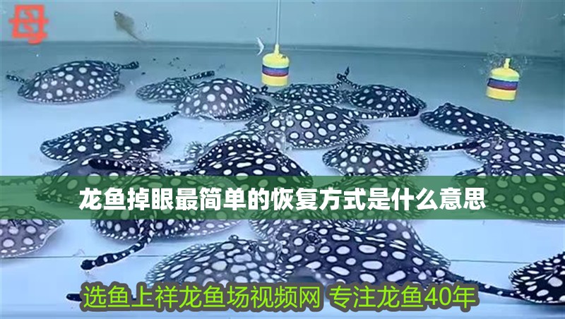 龍魚掉眼最簡單的恢復方式是什么意思
