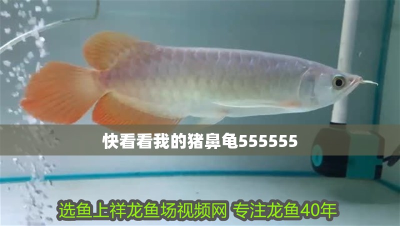 魚缸過濾器選購指南:自制魚缸過濾器魚缸上置過濾器對于養(yǎng)魚愛好者的必備知識 快看看我的豬鼻龜555555 豬鼻龜百科 快看看我的豬鼻龜555555 快看看我的豬鼻龜555555 豬鼻龜百科