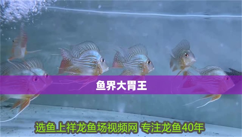 魚界大胃王