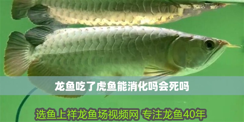 龍魚吃了虎魚能消化嗎會死嗎