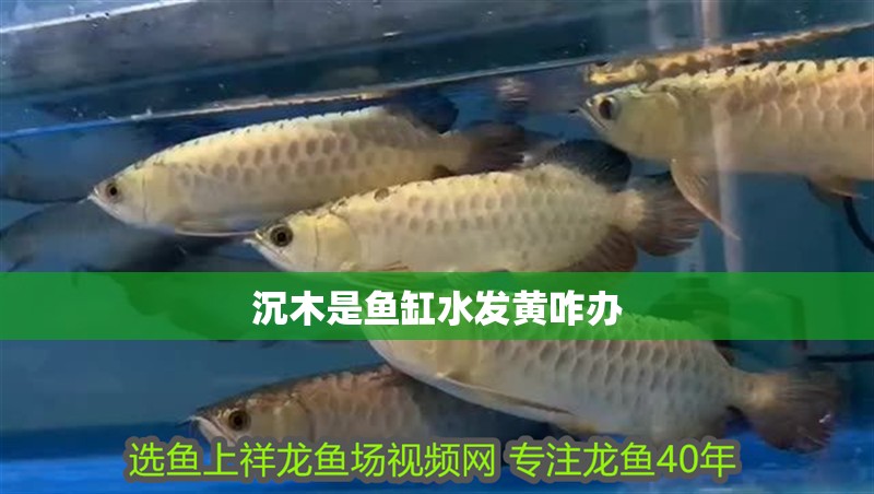 沉木是魚缸水發黃咋辦