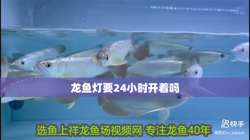 龍魚燈要24小時開著嗎