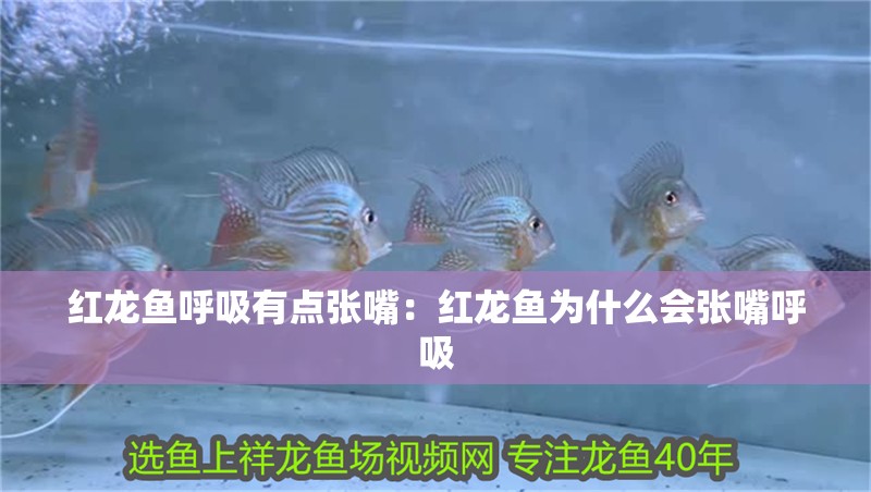 紅龍魚呼吸有點張嘴：紅龍魚為什么會張嘴呼吸