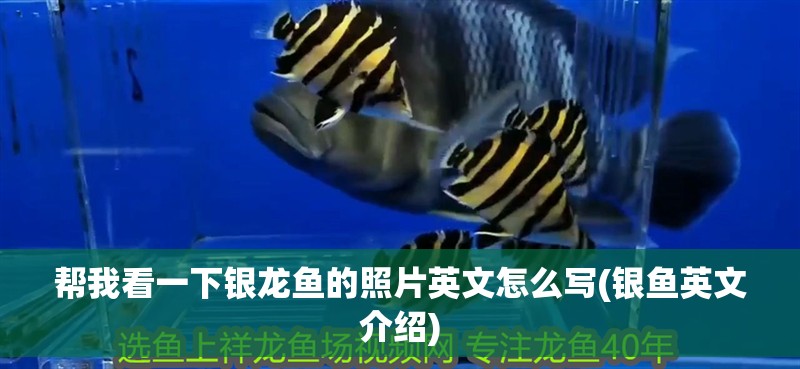 幫我看一下銀龍魚的照片英文怎么寫(銀魚英文介紹)