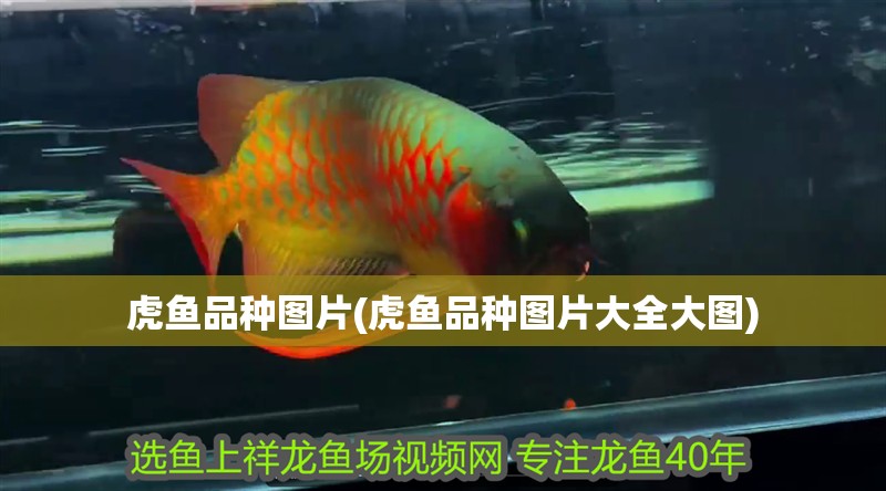 虎魚品種圖片(虎魚品種圖片大全大圖)