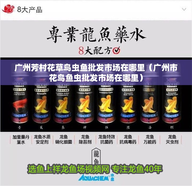 廣州芳村花草鳥蟲魚批發市場在哪里（廣州市花鳥魚蟲批發市場在哪里） 廣州芳村花草鳥蟲魚批發市場在哪里（廣州市花鳥魚蟲批發市場在哪里） 豬鼻龜百科