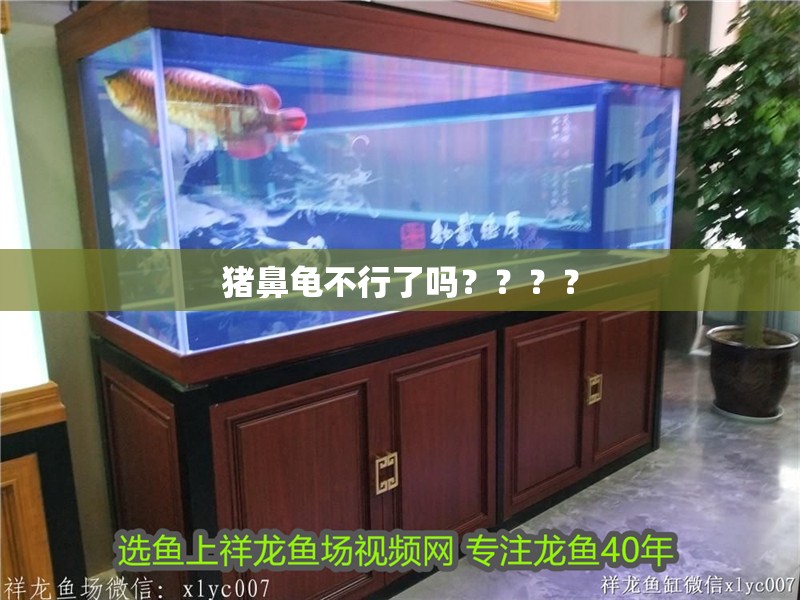 豬鼻龜不行了嗎？？？？